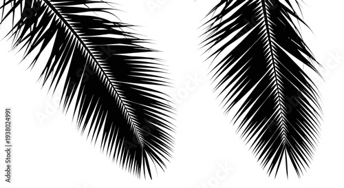 Two black silhouette palm tree leaves on white background leaf tropical plant nature foliage and