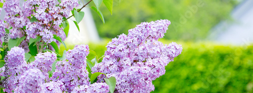 Branch with spring lilac flowers in garden isolated on green.