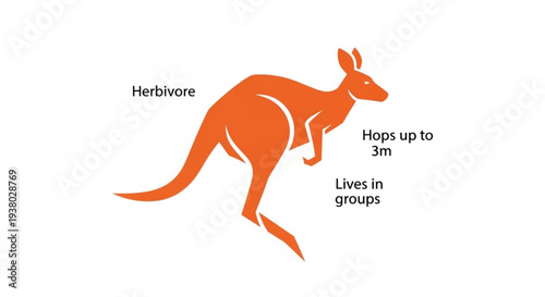 Orange kangaroo silhouette with fun facts hopping animal wildlife illustration educational graphic