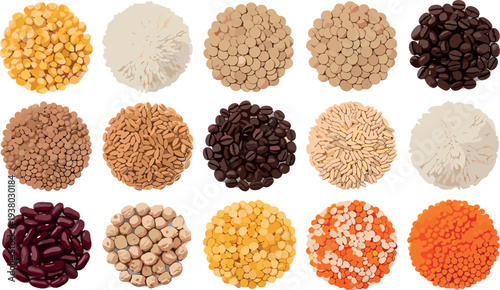 Assorted grains beans lentils rice and coffee seeds collection top view natural food ingredients vector illustration set