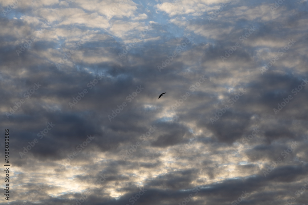 Fototapeta premium Dark Textured Sky with Thick Clouds and Lone Bird in Flight. A richly textured dark sky covered with thick clouds, creating a dramatic and intense visual atmosphere. 