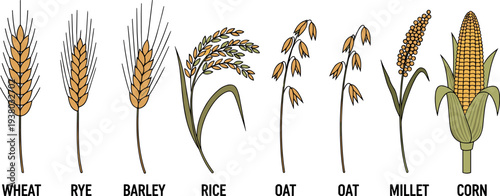 Cereal crops collection wheat rye barley rice oat millet corn agriculture grain plant vector illustration icons
