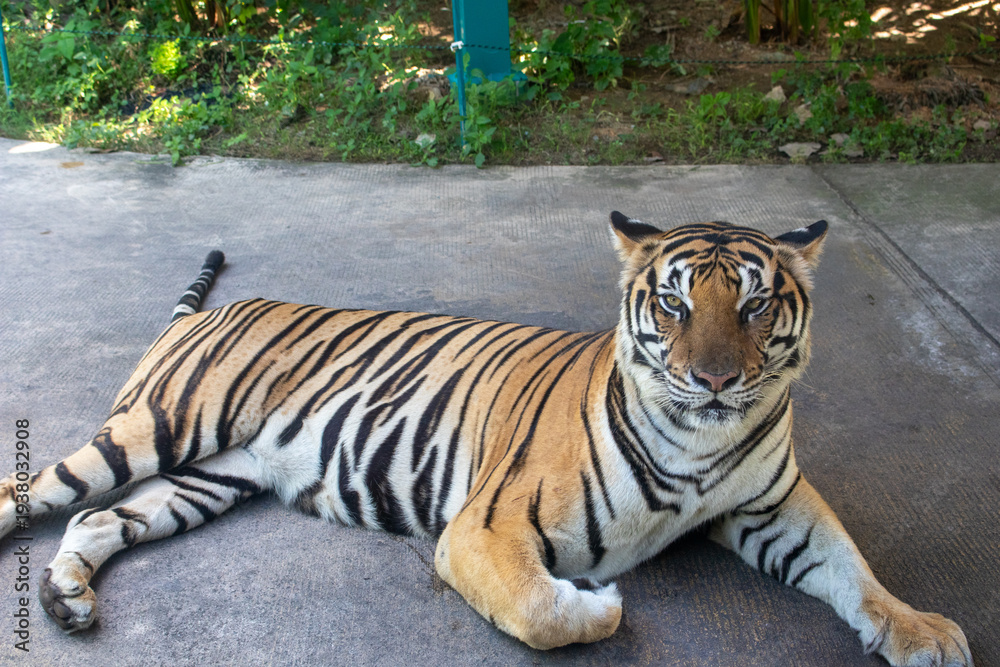 Obraz premium A tiger resting on the ground. - Tigers are the largest cat species in the world and are known for their distinctive orange fur with black vertical stripes. 