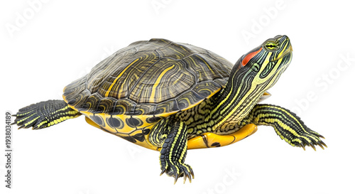 Red-eard Slider turtle isolated on transparent background png. 