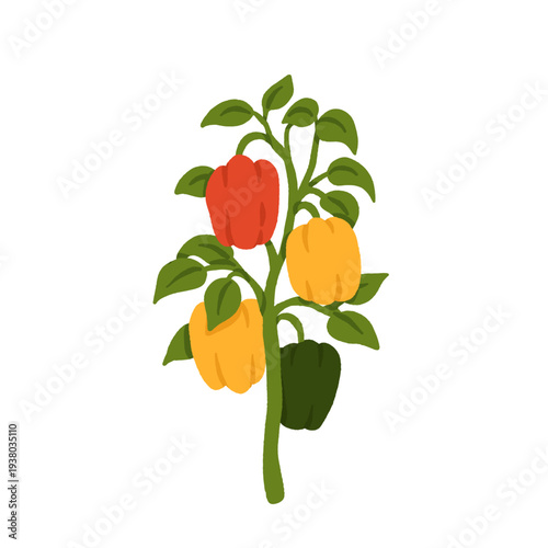Bell pepper growing stages and varieties set with red, yellow and green capsicum, seedlings, seeds and plant on vine. Flat vector illustration of organic gardening and harvest collection