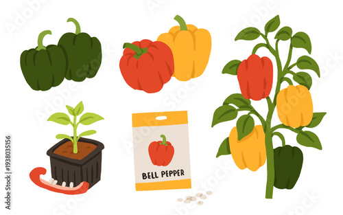 Bell pepper growing stages and varieties set with red, yellow and green capsicum, seedlings, seeds and plant on vine. Flat vector illustration of organic gardening and harvest collection