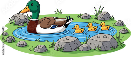 Cute duck family swimming in pond with mother duck and ducklings surrounded by rocks grass and water cartoon nature vector illustration