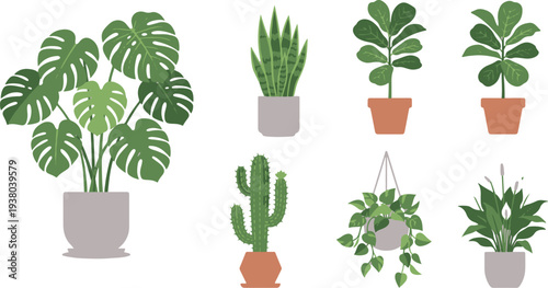 Modern Houseplants Collection with Monstera Snake Plant and Ivy
