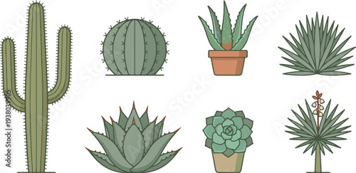 Desert Plants and Succulents Botanical Collection in Pots
