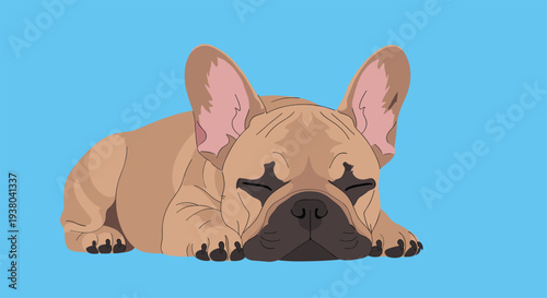 Adorable brown french bulldog puppy lying down and sleeping peacefully on its stomach against a solid blue background.