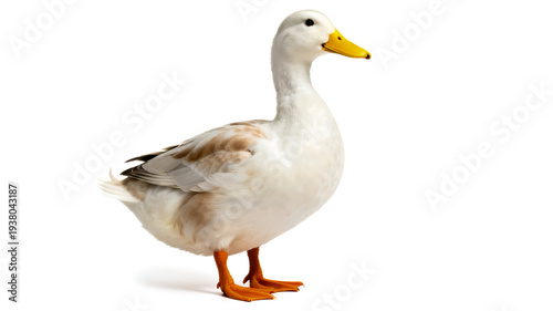 Wallpaper Mural A clean, full-body shot of a white domestic duck with an orange beak and legs, standing against a pure white background. Perfect for nature, farming, or livestock concepts. Torontodigital.ca