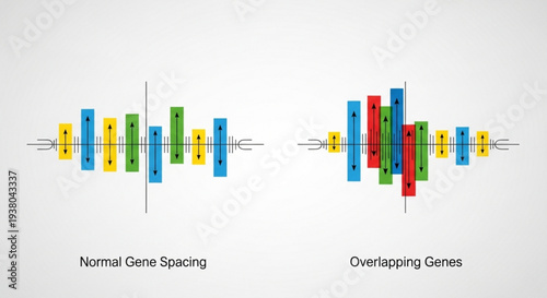 Gene spacing comparison with normal and overlapping genetic sequences in colorful bar chart
