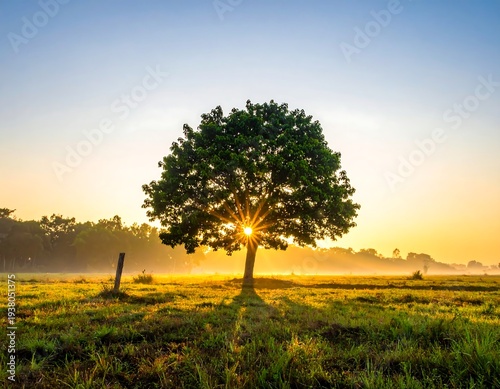Sun bursts through a solitary tree in a field, creating a warm, peaceful landscape under a clear sky