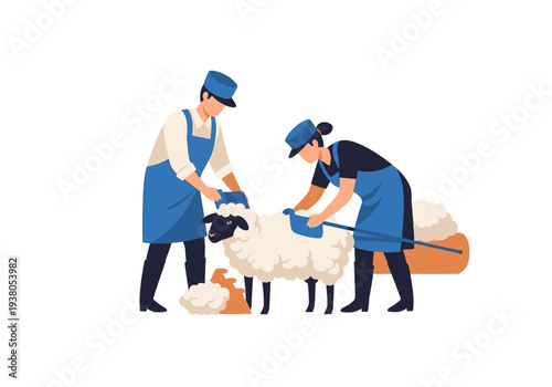Sheep shearers working together to shear sheep on a farm, illustration of agricultural labor