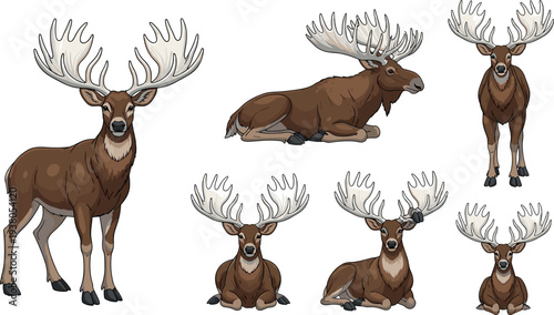 Moose Wild Animal Character Set in Different Poses with Large Antlers Isolated on White Background Detailed Vector Illustration