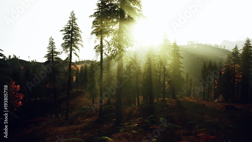 Fényképezés dramatic sunbeams through tall pines, heavy backlight and haze carve deep shadow