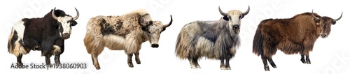 Konstfotografi Yak four different yaks isolated Bos mutus grunniens