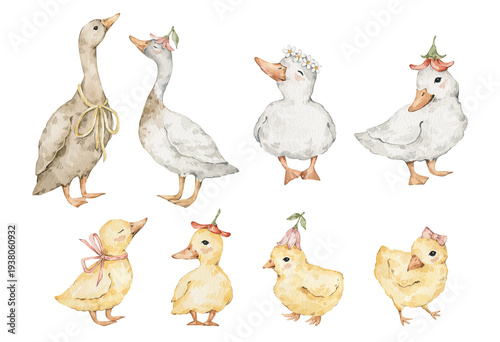 Cute watercolor goose, ducks with flowers, ducklings, chicks, farm birds