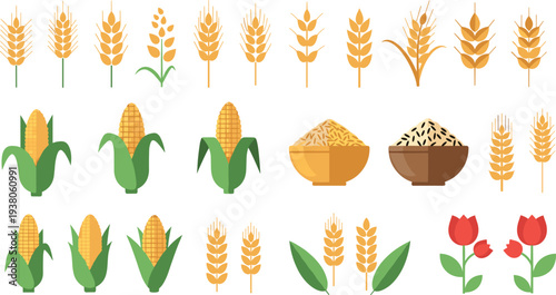 Wheat corn rice grain agriculture crop plant set cereal food farming harvest vector illustration collection isolated icons