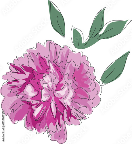 Pink peony flower with green leaf isolated on white background