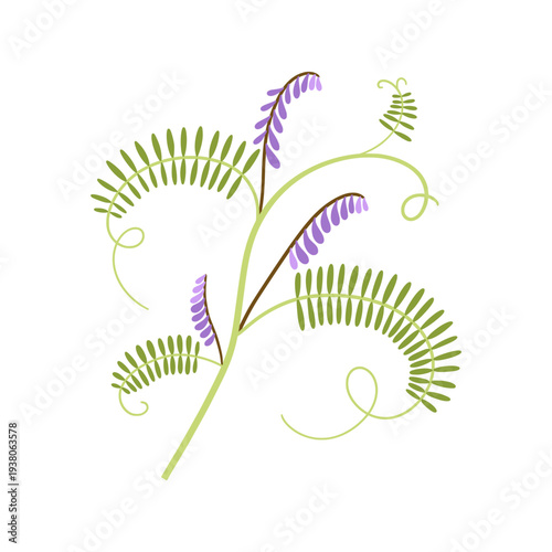 Tufted vetch flower clipart. Delicate wild pea vine wildflower hand drawn vector illustration. Botanical spring summer nature element. Seasonal flat floral blossom for garden wedding or Easter.