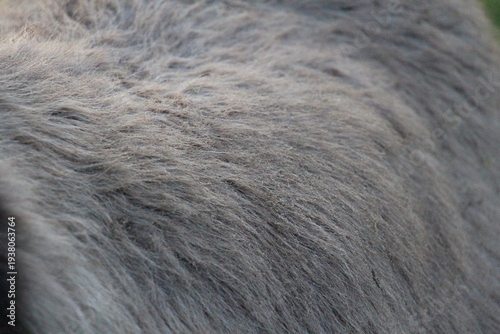 close up of fur