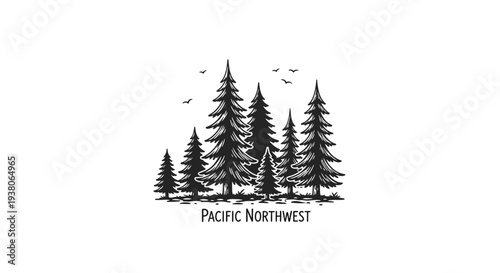 Evergreen Trees Pacific Northwest Forest.