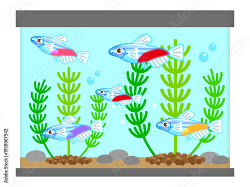 ネオンテトラと水槽と水草のイラスト素材2