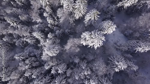 Paysage de montagne en hiver, forêt enneigé 