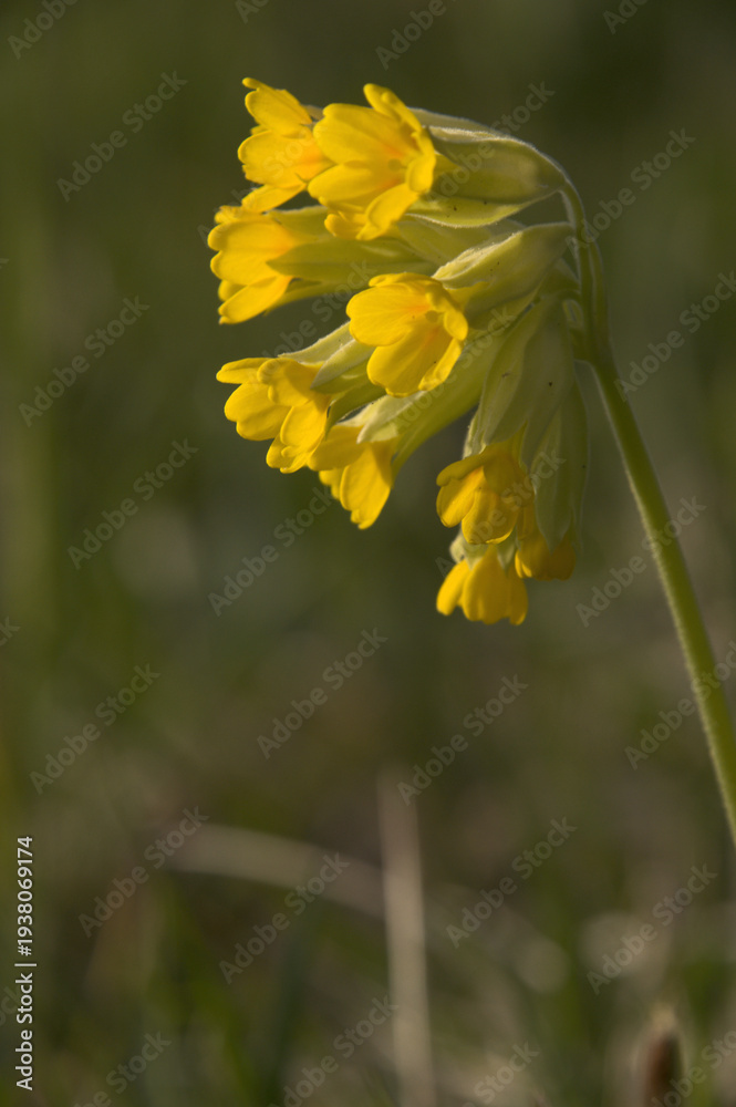 Fototapeta premium Cowslips (Primula veris) in Spring meadow above Walenstadt, Sankt Gallen