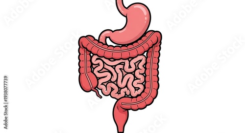 Wallpaper Mural Cartoon depiction of the human digestive system, showing stomach, intestines, and esophagus Torontodigital.ca