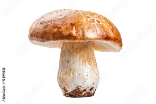 Mushroom amanita fungus agaric.