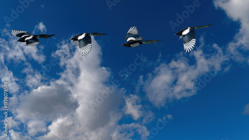 Fotografía A stunning composite sequence showing the wing movements of a Eurasian magpie in flight against a vibrant blue sky, highlighting avian biology and graceful motion