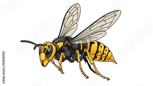 Vector illustration of a flying yellow jacket wasp insect