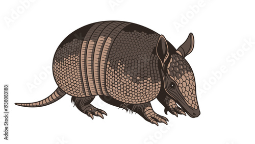 Detailed illustration of an armadillo isolated on a white background.