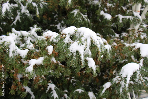 snow covered branches