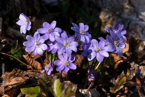 Blue hepatica in the forest