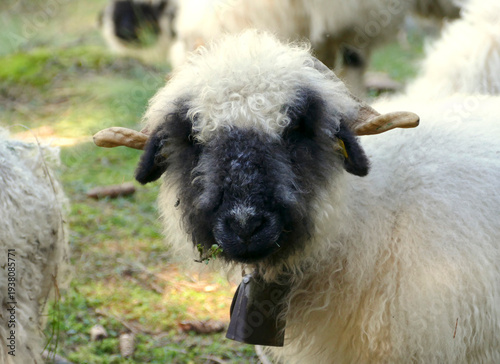 Valais Blacknose sheep in the forest