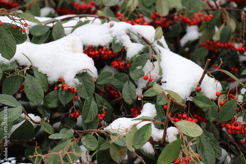 baie rouge sous la neige