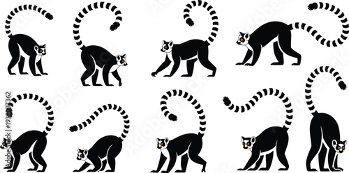 Ring-tailed lemur silhouette collection, black lemur animal poses with curled striped tail, wildlife primate vector illustration set isolated background