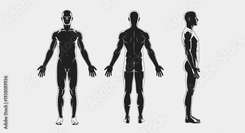Anatomical Views of the Human Body: Front, Back, and Side Silhouettes
