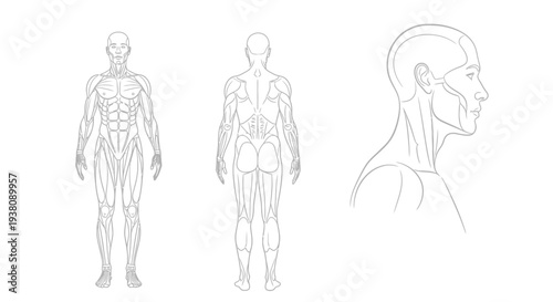 Anatomical Human Muscular System Diagram: Front, Back and Side Views