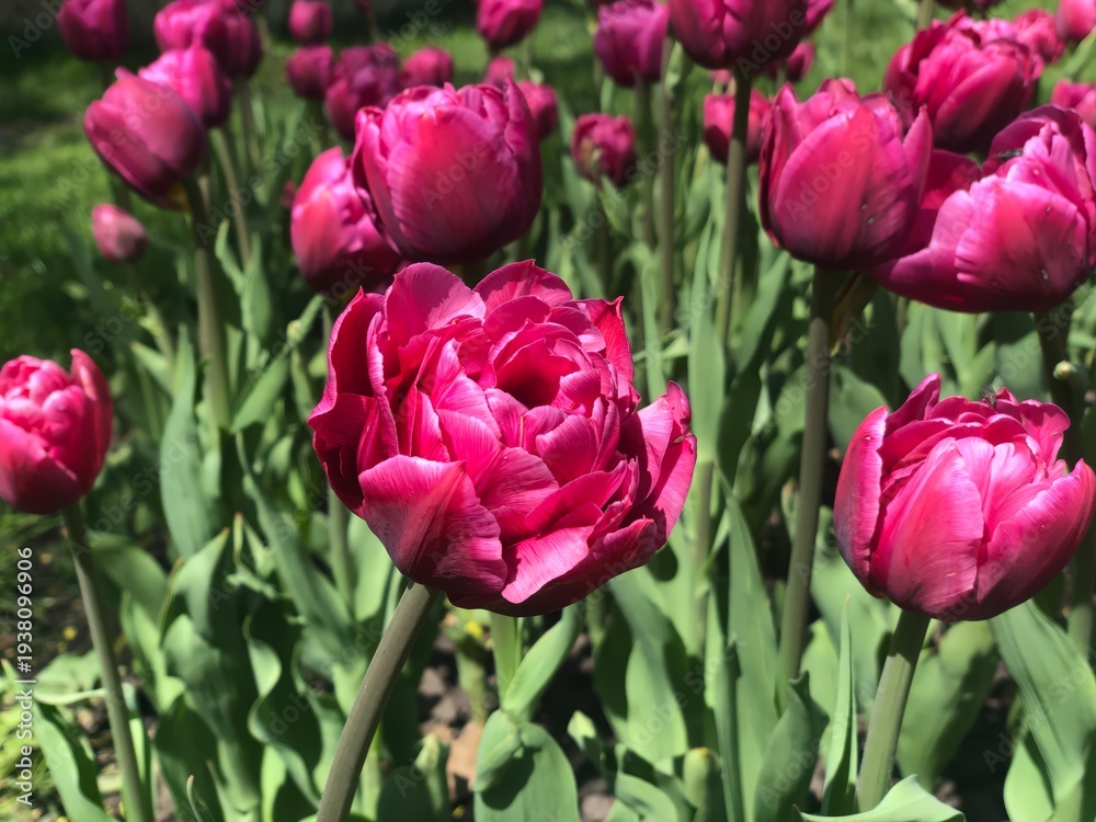 Fototapeta premium Beautiful blooming pink tulips create a joyful scene in a vibrant spring garden filled with nature’s colors