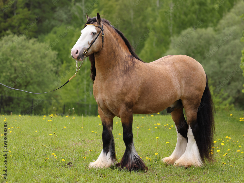 Obraz premium Tinker horse with a beautiful mane in summer green meadow 