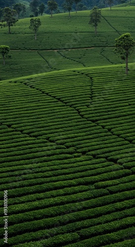 Vast emerald slopes covered with perfectly manicured tea bushes, creating a breathtaking landscape of agriculture and natural beauty, harvest, highland, remote