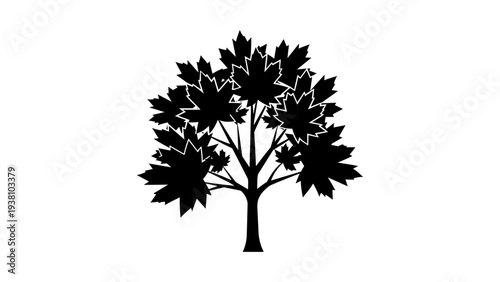Silhouette of a maple tree with detailed leaves on a white background