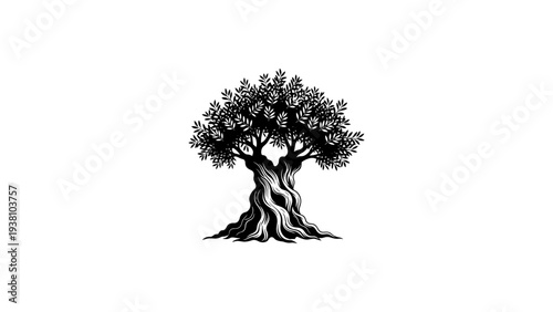 Elegant silhouette of an olive tree with intricate branches and roots on white background