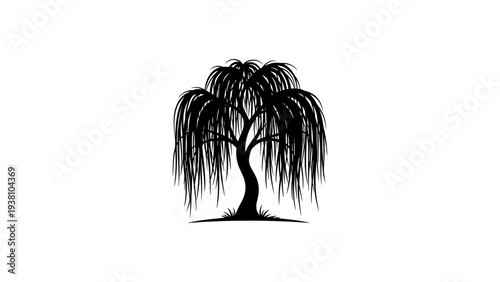 Elegant willow tree silhouette on white background