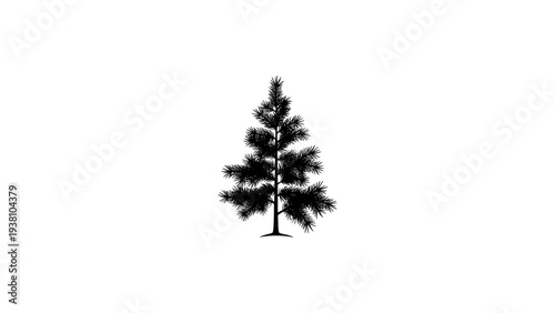 Detailed black silhouette of evergreen pine tree on white background