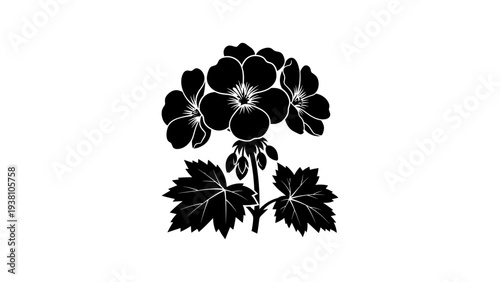 Black silhouette of geranium flowers with detailed leaves on white background